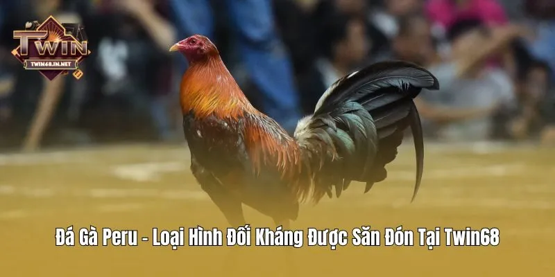 Đá Gà Peru - Loại Hình Đối Kháng Được Săn Đón Tại Twin68